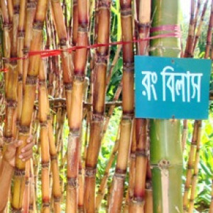 বিএসআরআই আঁখ ৪২