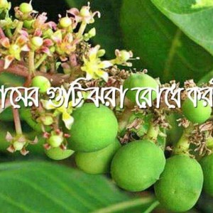 আমের-গুটি-ঝরা-রোধে-করণীয়